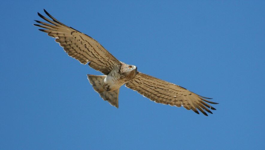 Initiation à la reconnaissance des rapaces en vol